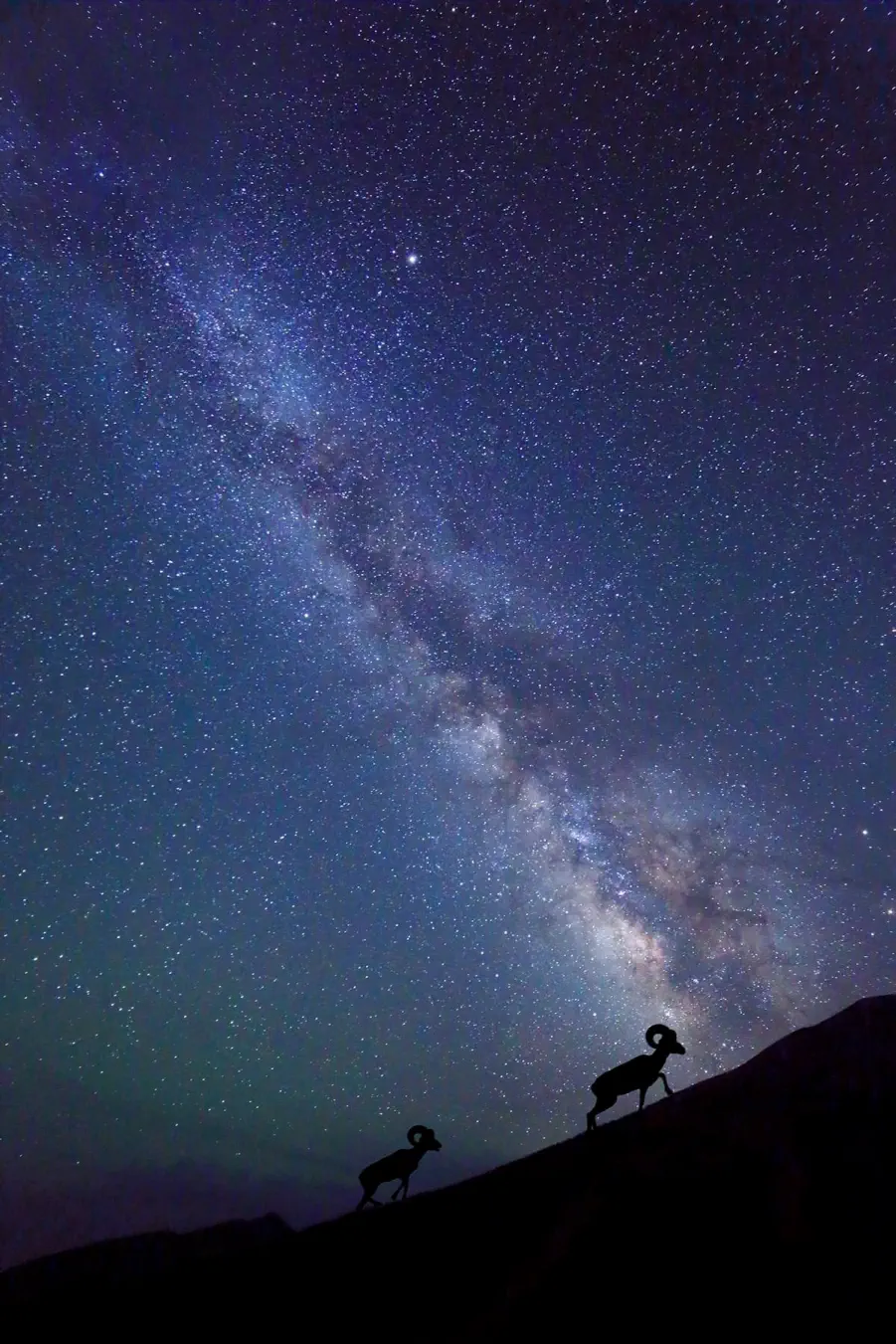 Midnight Migration by Photographer Dale O’Dell