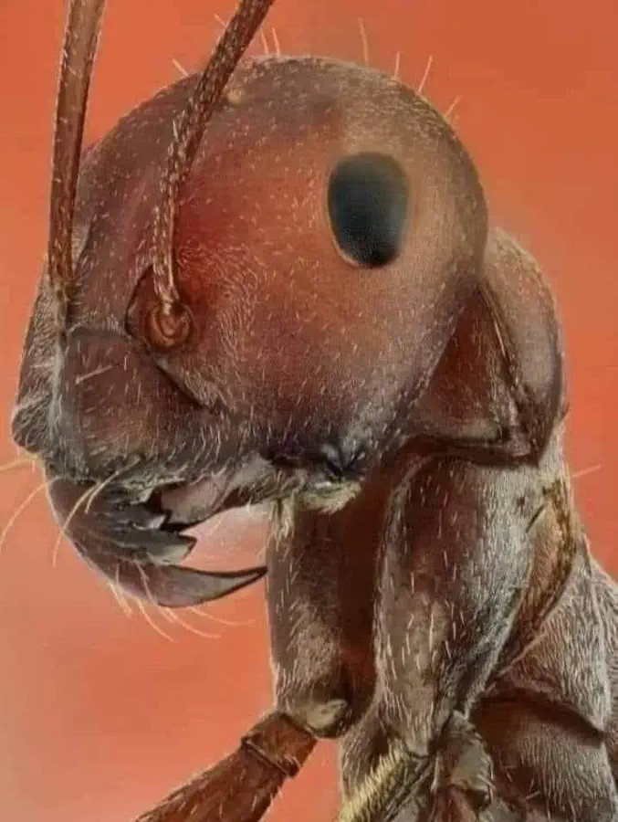 hormiga